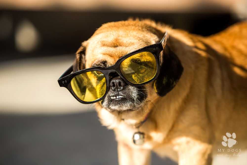 Cute dog in yellow sunglasses