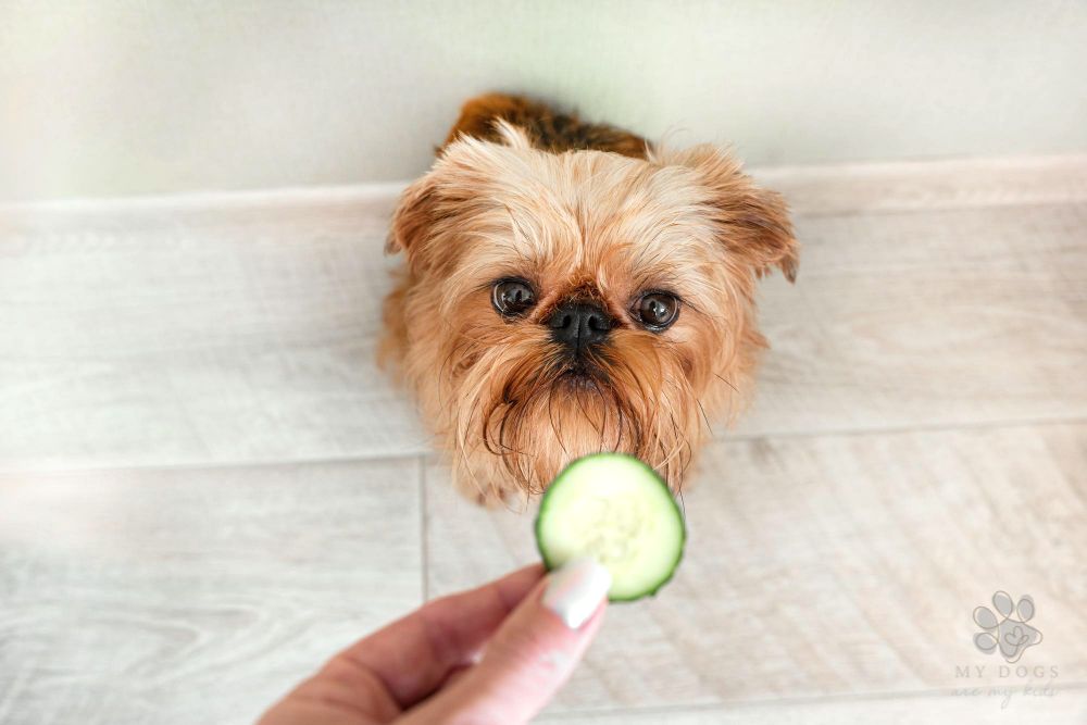 brussels griffon dog with a cucumber slice
