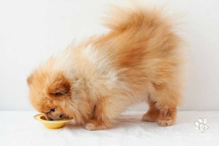 Can Dogs Eat Pineapple? Here’s What You Need To Know