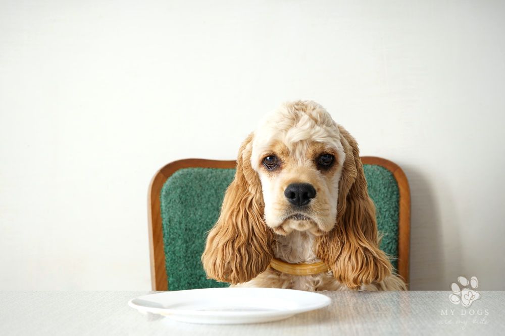 American cocker spaniel sitting at table with white plate in front of him