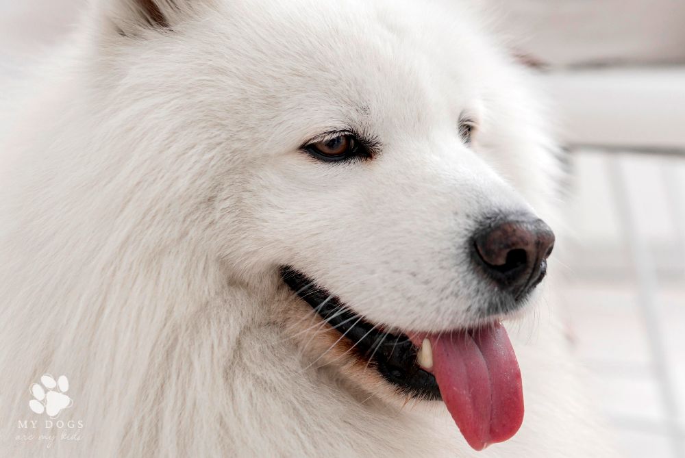 Beautiful and fluffy white dog