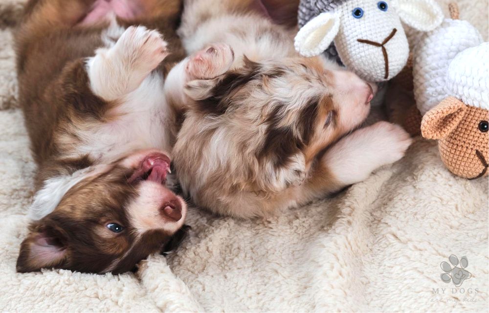 Two australian shepherd puppies of red tricolor and red merle lie on soft fluffy blanket with stuffed lambs