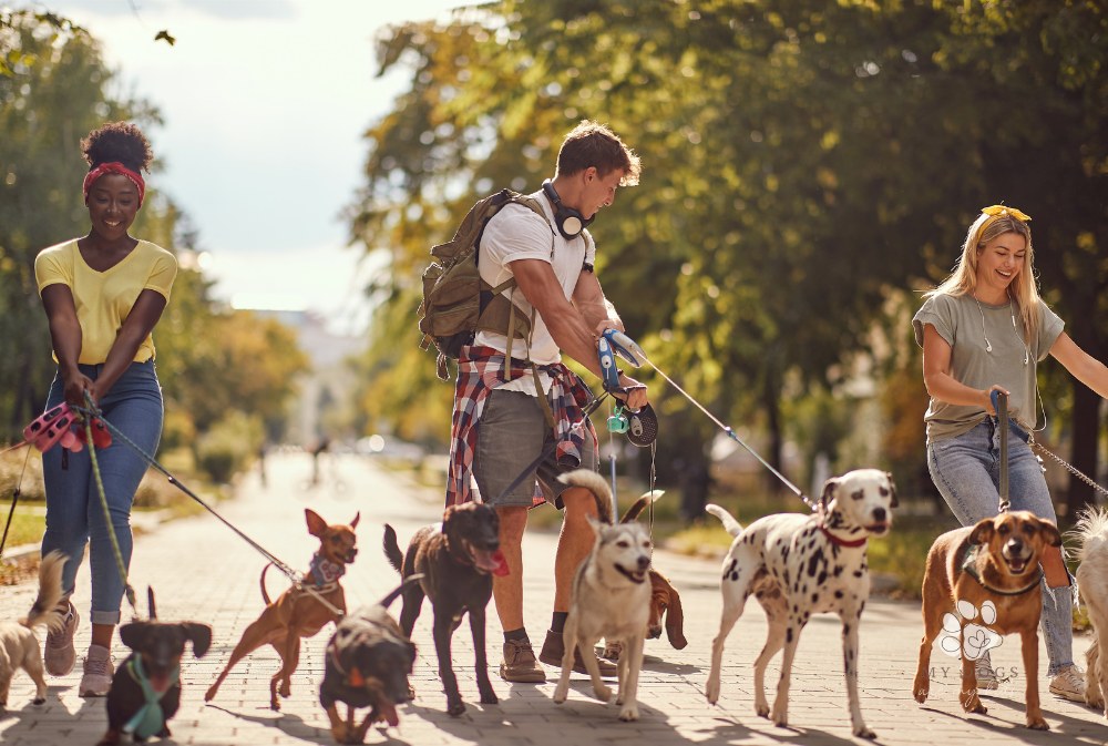 Group of dogs walking on leash with three professional dog walkers