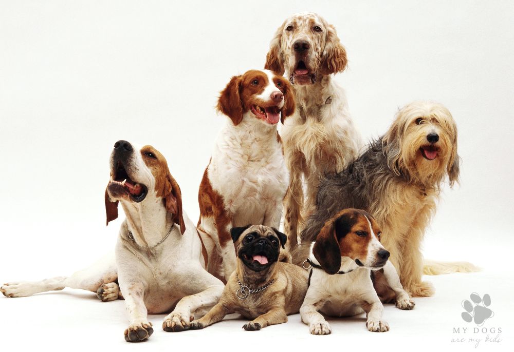 shot of different dog breeds resting against white background; how many dogs are in the world