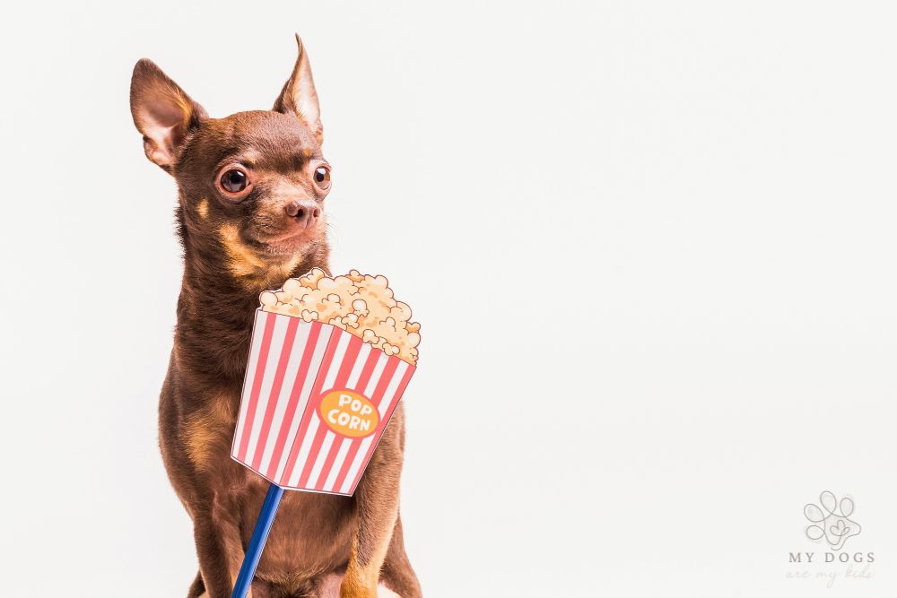 Popcorn prop in front of Russian toy dog isolated over white background