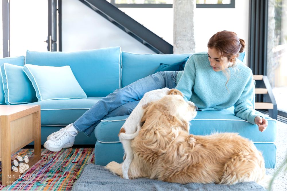woman lying on couch with two cute dog indoors