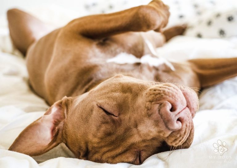 Pampered Pups: Why Dogs Sleep on Their Backs