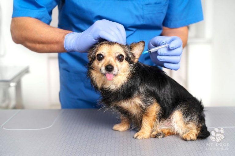 Rabies Shots for Dogs: How Often Do They Need Them?