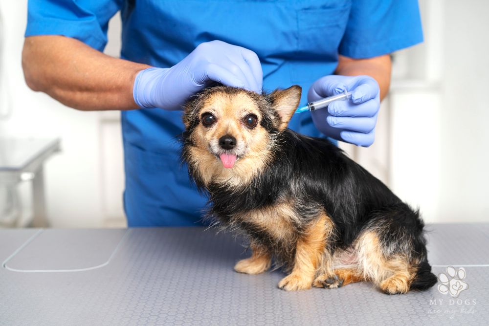 small dog with tongue out getting a rabies shot at the veterinarian