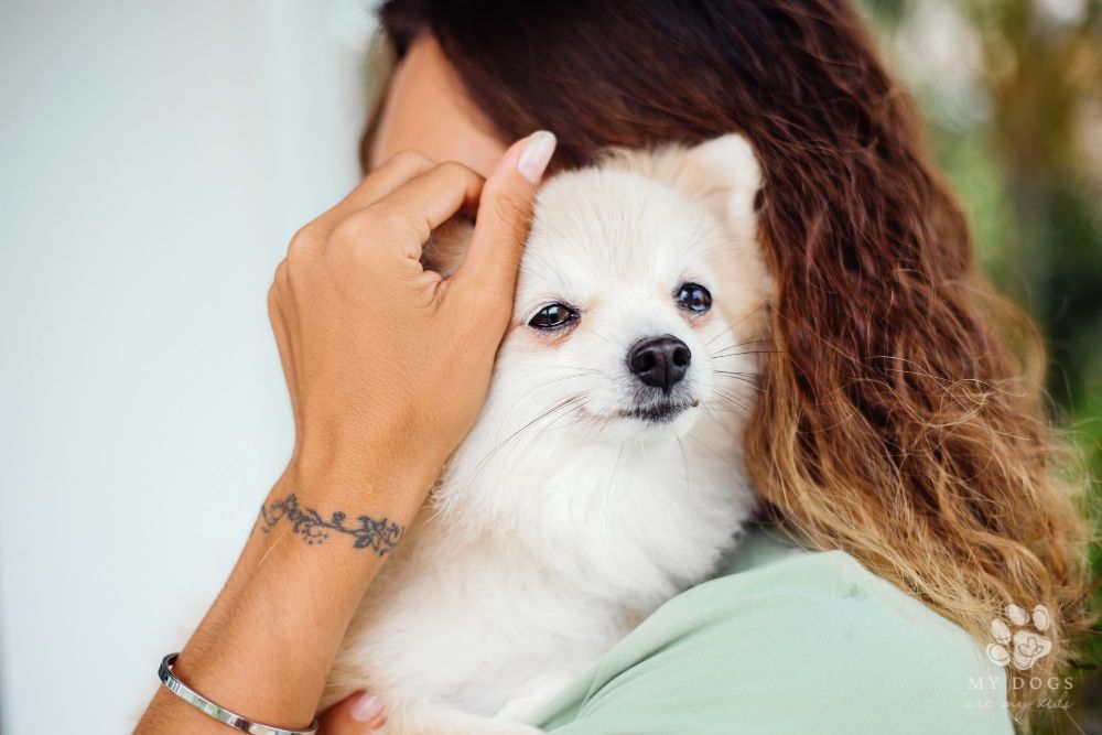 woman comforts pet dog Pomeranian Spitz