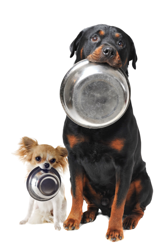 Rottweiler and chihuahua with food bowls