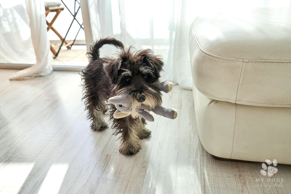 cute Schnauzer dog with stuffed toy in living room