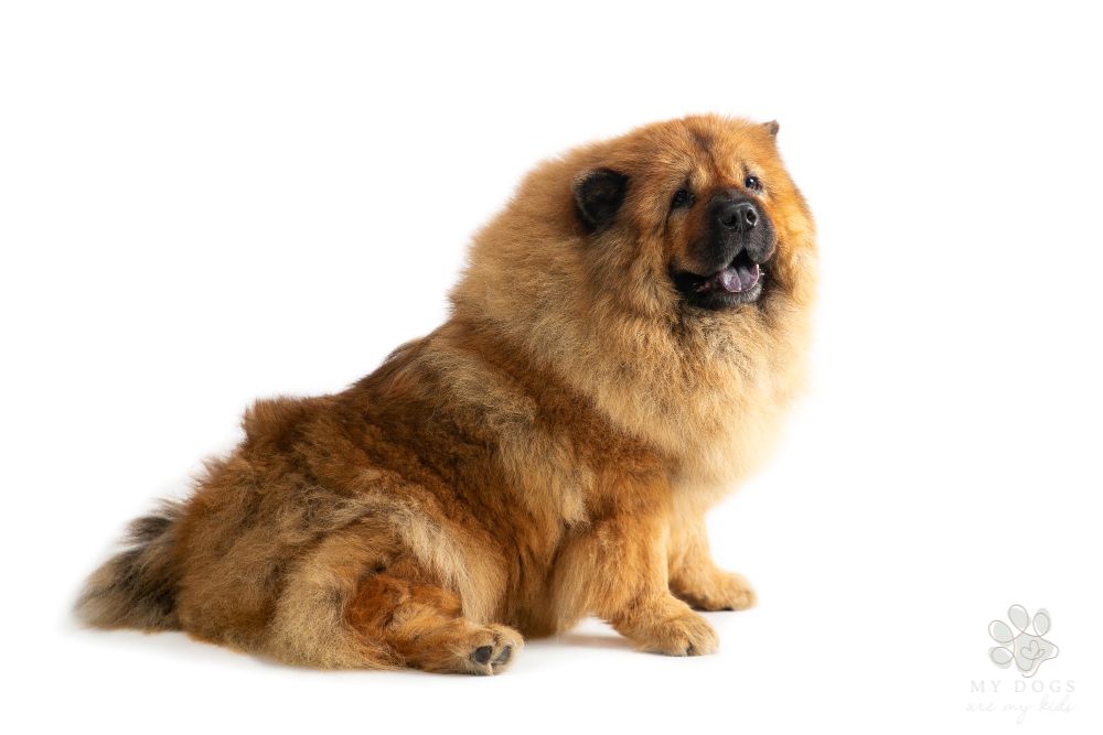 cute chow chow dog sitting on the floor with black tongue sticking out