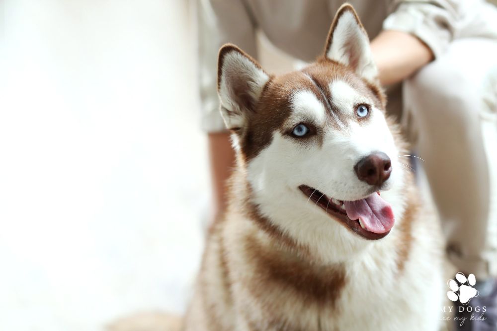 Woman petting brown husky with blue eyes
