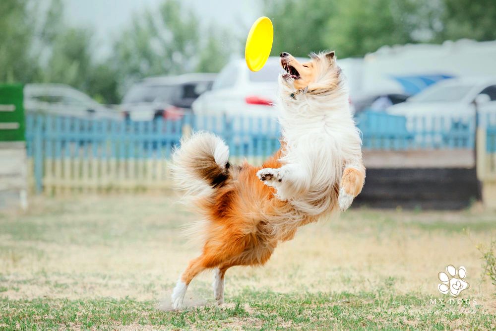 dog catching flying disk in jump, pet playing outdoors in a park