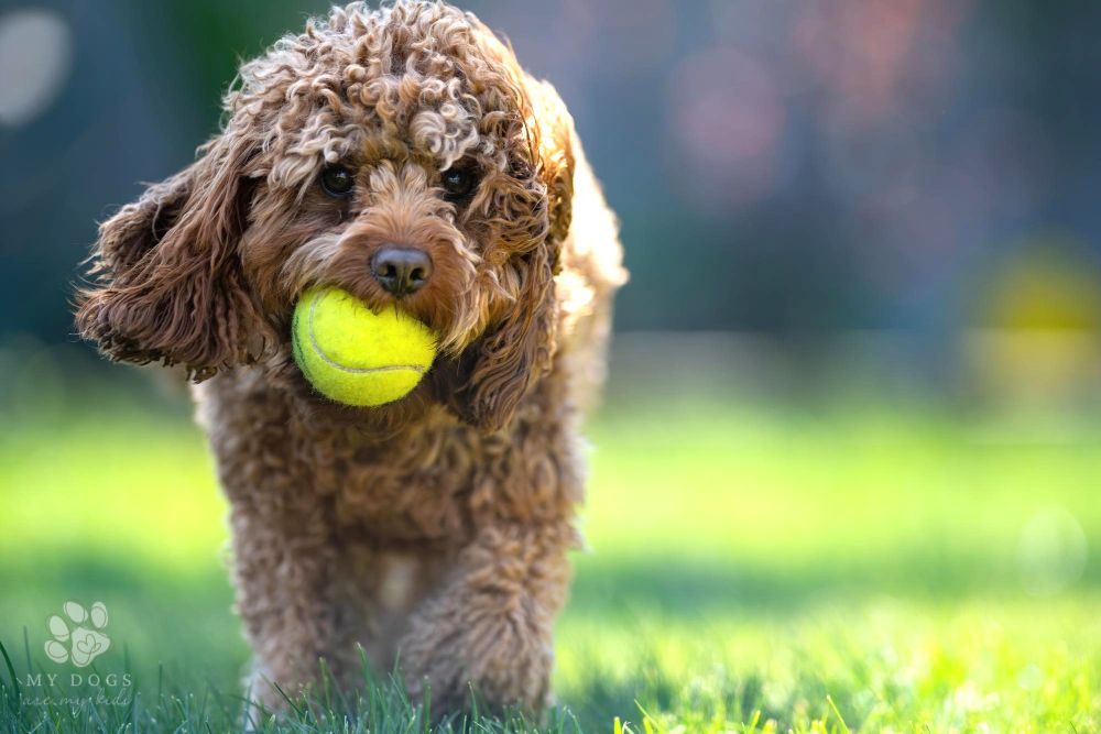 adorable cavapoo dog holding a tennis ball in a park on a sunny day
