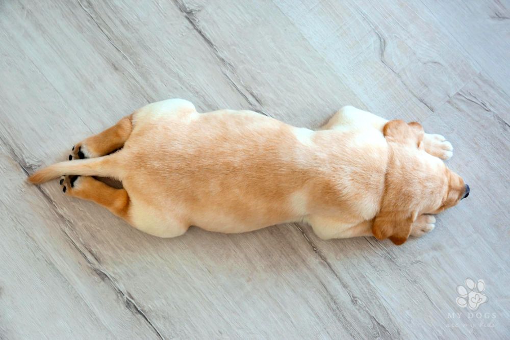 Cute Labrador retriever puppy sleeping on floor at home