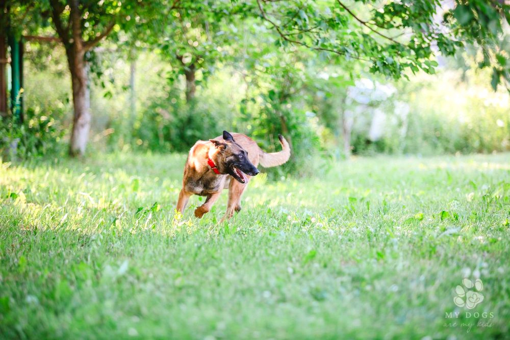 brown dog running in circle in field of grass