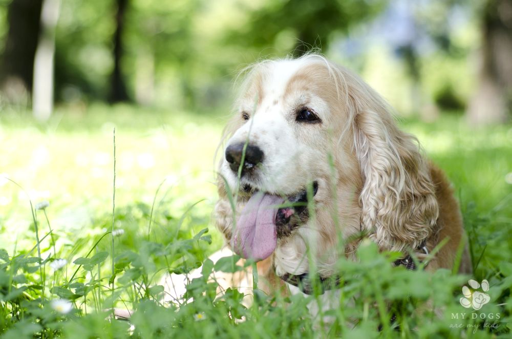 cute golden dog lying in grass-covered field