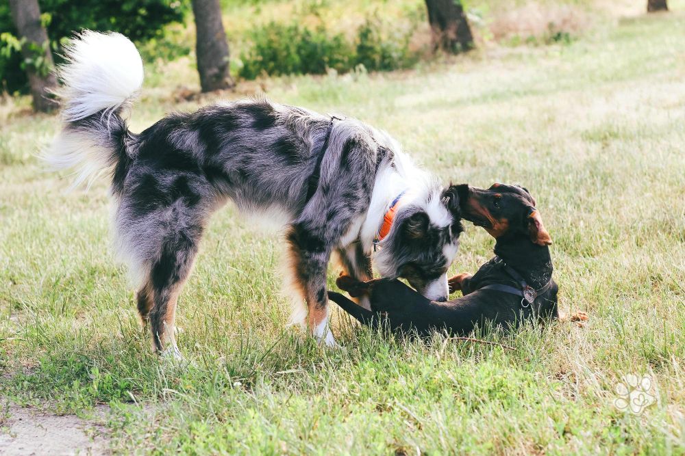 Australian shepherd breed and dachshund sniff each other upon meeting