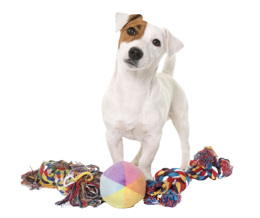 Young jack russel terrier and toys