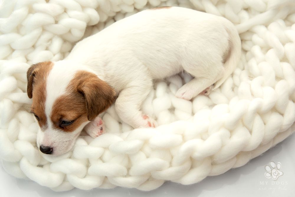 Cute little doggy posing cheerful in big comfortable woven blanket