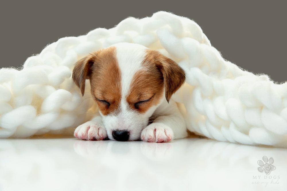 Cute little doggy nestled in big comfortable woven blanket while sleeping