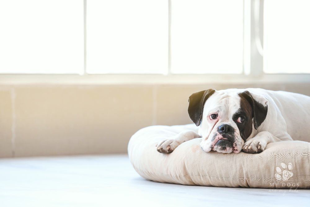 Cute white and brown boxer dog lying on pet bed at home