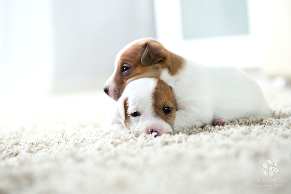two jack russell terrier puppies, age one month
