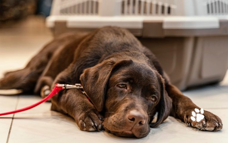 Benadryl for Dogs: Is it Safe?