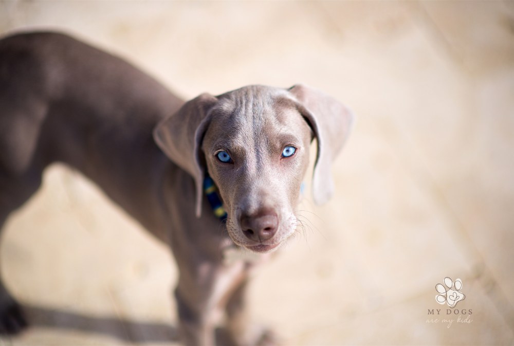 Weimaraner puppy with bright blue eyes