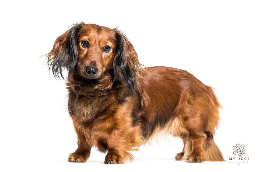 dachshund with long hair