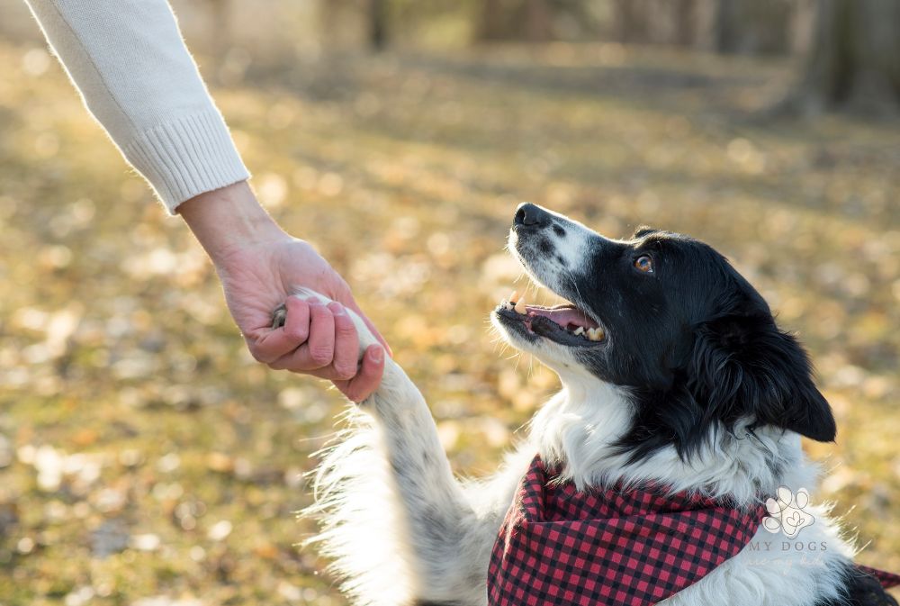 black and white collie wearing a red bandana shaking hands with woman