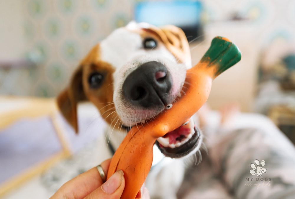 cloose-up of a terrier dog playing with a rubber carrot.