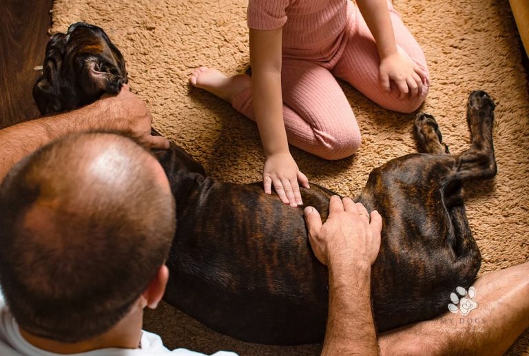 5 Telling Signs That Your Dog Is Pregnant