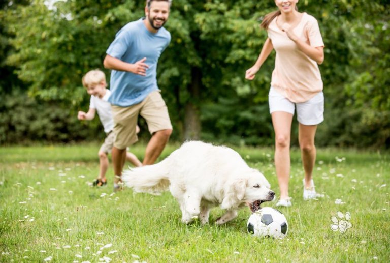 Get Tips on How to Create an Enriching Playtime Routine For Your Dog
