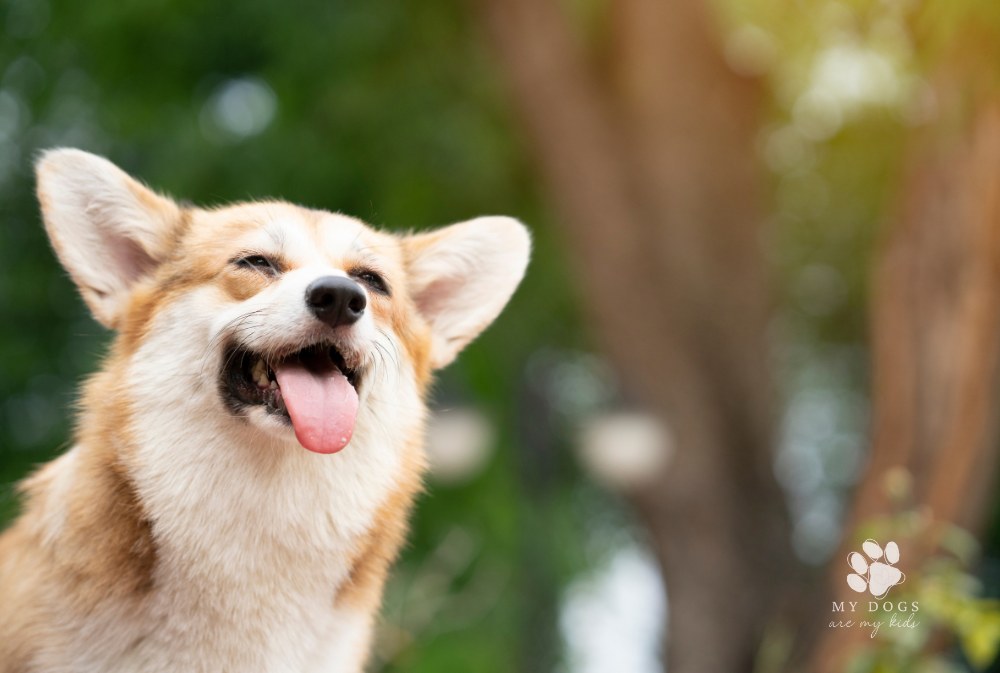 Corgi dog smiling and happy on a summer sunny day