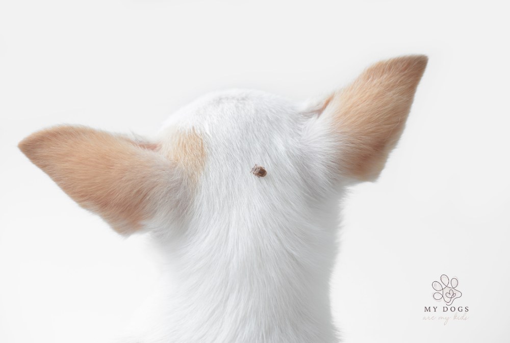 small white chihuahua head with dog tick on it