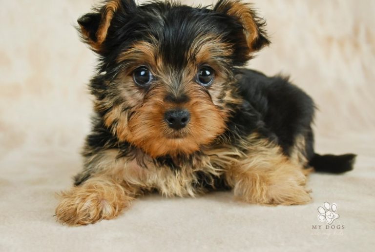 Why Do Yorkies Shed and What You Can Do About It
