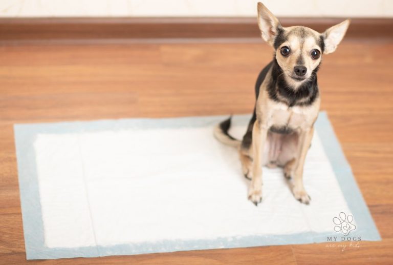 How to Potty Train a Dog: Tips for a Successful and Stress-Free Experience