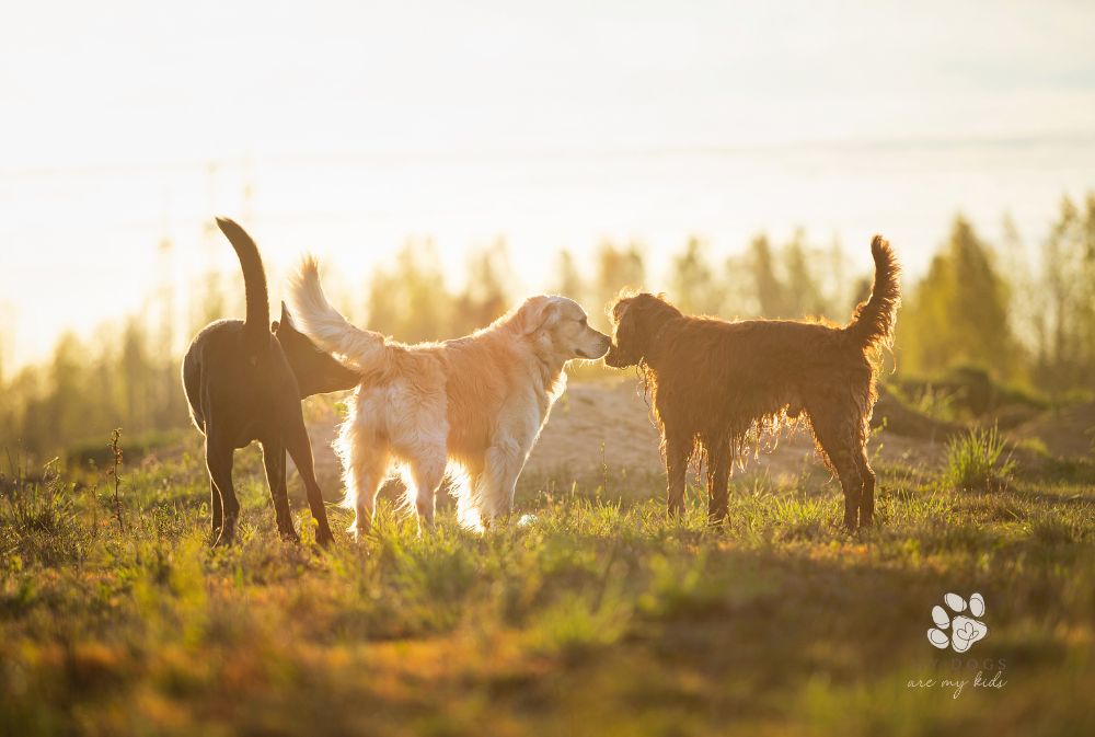 group of dogs in field at sunset