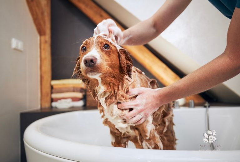 Is Your Dog Bathing Schedule Appropriate? Here’s What The Experts Say!