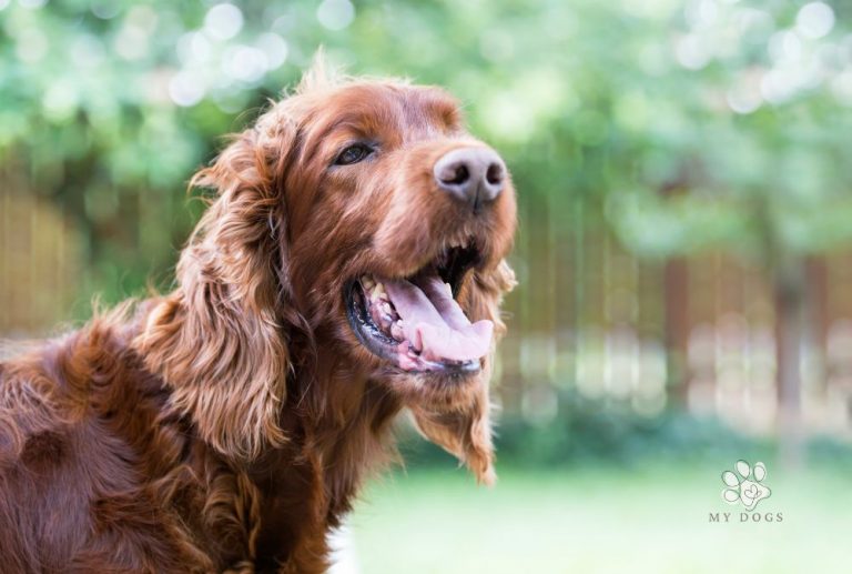 Why Is My Dog Panting? Here’s What You Should Know