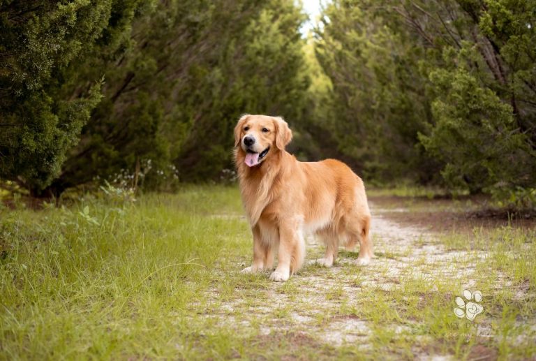 The Golden Retriever Mix: The Best of Both Worlds