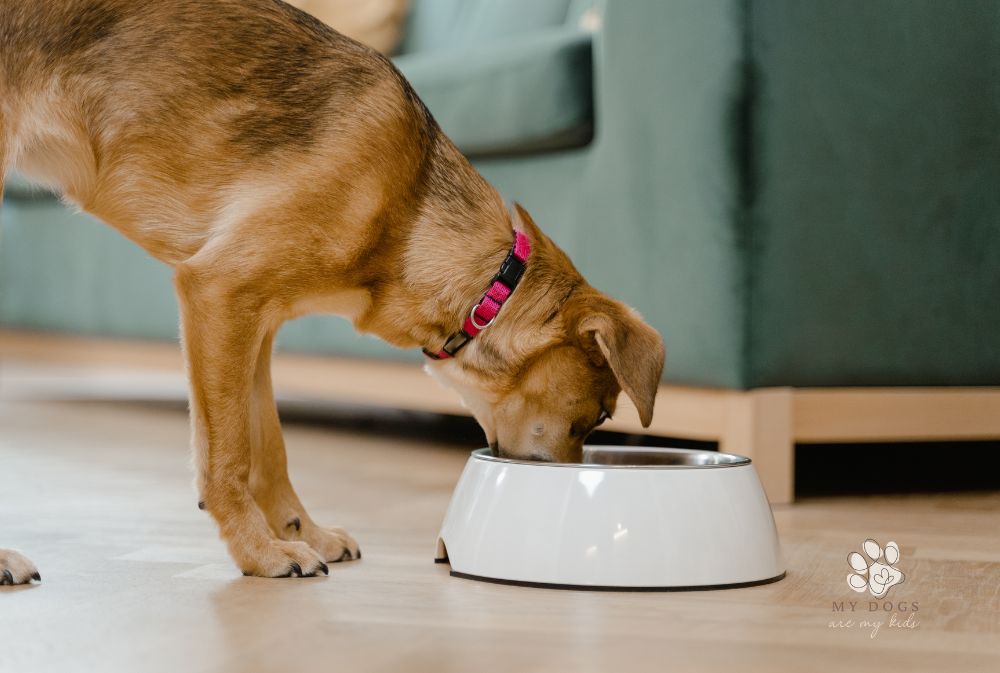 dog eating frrom white food bowl on floor