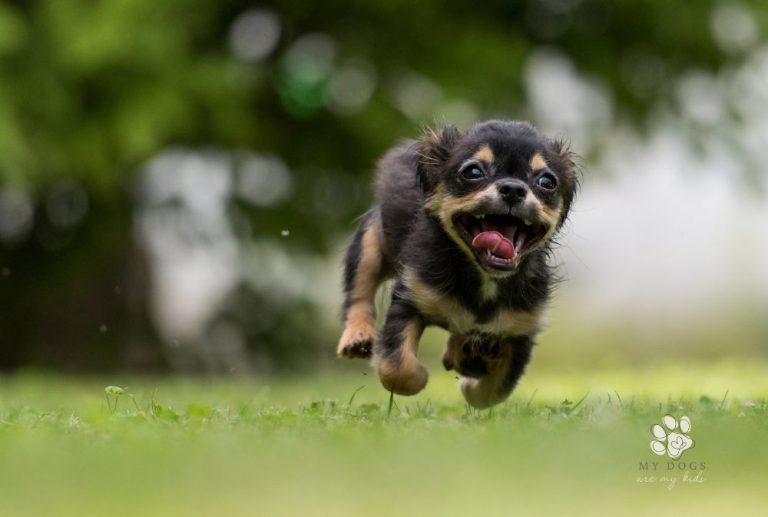 The Joyful Frenzy of Dog Zoomies: How to Embrace Your Pup’s Wild Side