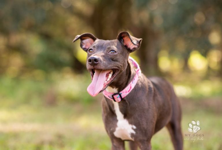 Exploring the Variety of Adorable Pitbull Mix Breeds