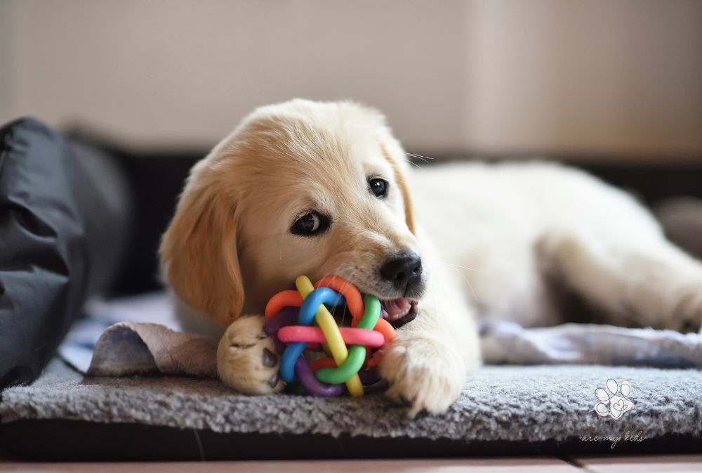 puppy laying in dog bed chewing on toy ball