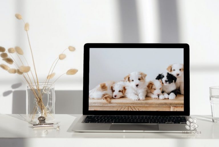 10 Adorable Cute Dog Wallpapers That Will Instantly Brighten Your Day