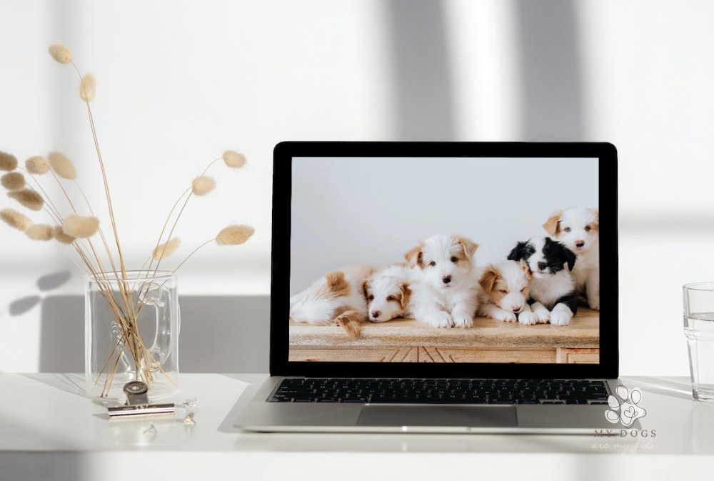 laptop with wallpaper featuring cute puppies resting on wooden surface